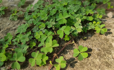 plants in a vegetable garden