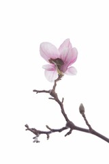 The beautiful Danish Easter decoration