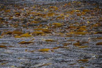 Seaweeds on the water in one of the small islands in Cabo de Hornos (Cape Horn) in Tierra del Fuego archipelago, Chile