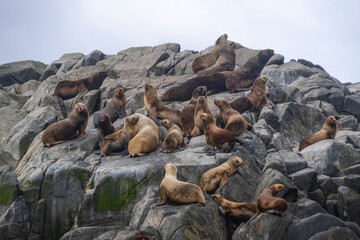 Seals in one of the small islands in Cabo de Hornos (Cape Horn) in Tierra del Fuego archipelago,...