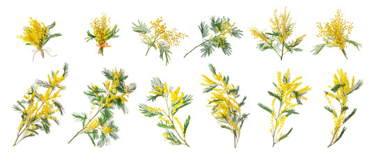 Set with bright yellow mimosa flowers on white background. Banner design