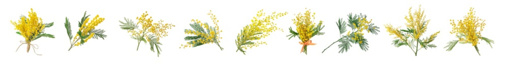 Set with bright yellow mimosa flowers on white background. Banner design