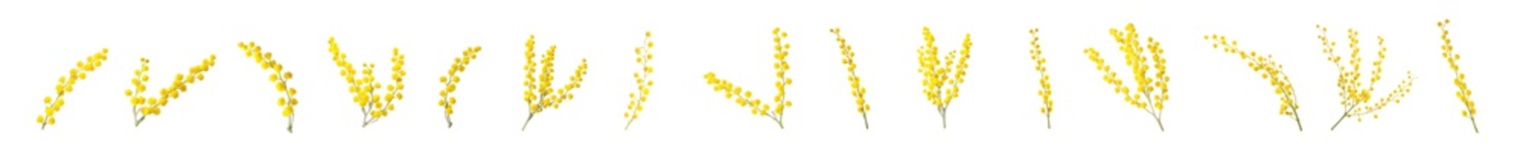 Set with bright yellow mimosa flowers on white background. Banner design - obrazy, fototapety, plakaty