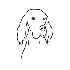 Dog Hand Drawn. English setter. Vector illustration isolated
