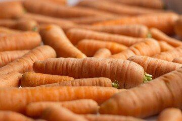Carrots close up. One carrot in focus. The front and back backgrounds are blurred.