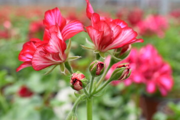 halbhängende Geranie 'Chris'