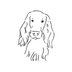 Dog Hand Drawn. English setter. Vector illustration isolated