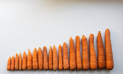 Carrots on a white background. The carrots are sorted by size from smallest to largest. Flat lay.