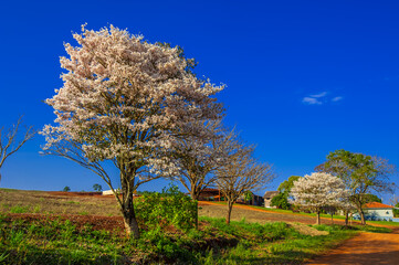 white trumpet tree (Tabebuia roseoalba)