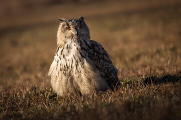 Beautiful bird siberian owl flying with dark background