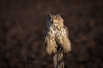 Beautiful bird siberian owl flying with dark background