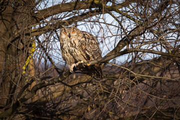 Beautiful bird siberian owl flying with dark background