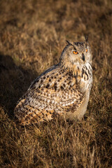 Beautiful bird siberian owl flying with dark background