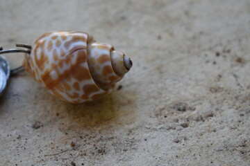 hermit crab on the beach. Snail.