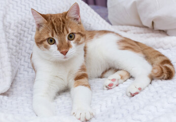 A red and white cat is lying on the bed on a white blanket. Looks at the camera. Postcard, wallpaper, notepad. Soft focus. Close up.