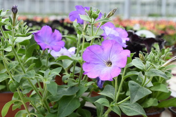 violette Petunie
