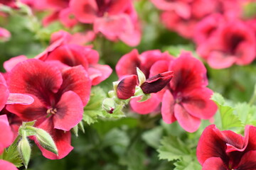 Edelgeranie