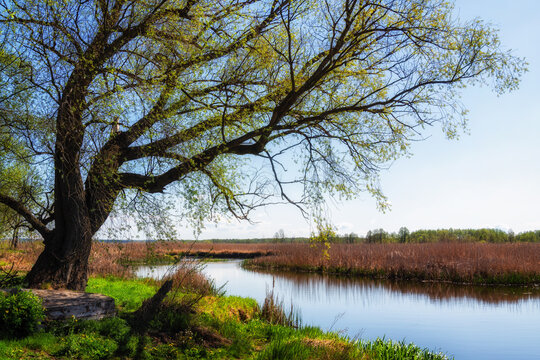 Wiosna nad Narwią, Narwiański Park Narodowy, Podlasie, Polska