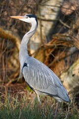 Blue heron in seek of food
