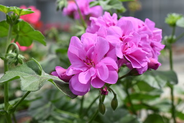 Obraz premium halbhängende Geranie 'Rikea Amethyst'