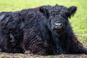 Fototapeta premium Black cow in forest chilling