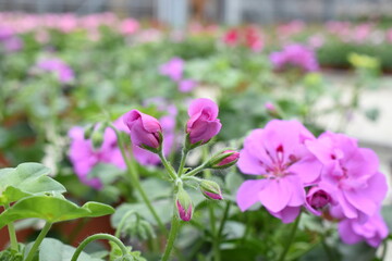 halbhängende Geranie 'Rikea Amethyst'