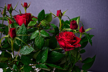 A blossoming bud of a red rose on a gray background. On the leaves of the rose, drops of water are like morning dew. Flowers in pots. Small depth of field.