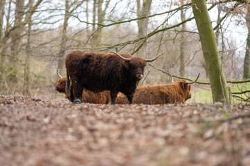Schotse hooglander in Amsterdamse bos