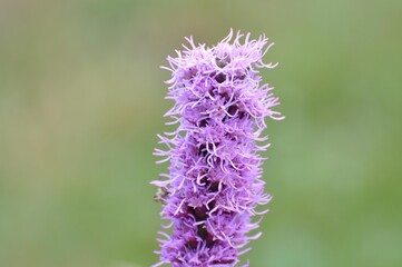 Prachtscharte im Garten