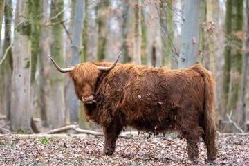 Foto op Plexiglas Schotse hooglander - koe - Amsterdamse bos © Iwan