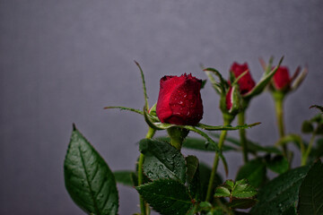 Red rose bud on gray background. On the leaves of the rose, drops of water are like morning dew. Flowers in pots. Small depth of field.