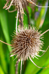 Dipsacus laciniatus plant. Blurry background.