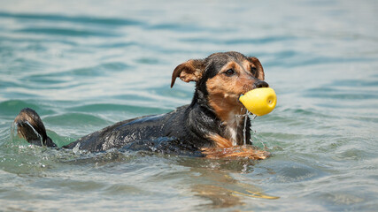 cute dachshund terrier type mixed breed dog swimming with a yellow ball in shallow water in a lake
