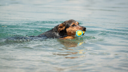 cute dachshund terrier type mixed breed dog swimming with a yellow ball in shallow water in a lake