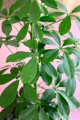 Indoor plant Schefflera tree close up.