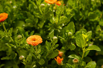 Close up shot of calendula or marigold flowers. Beautiful spring medicinal plant.
