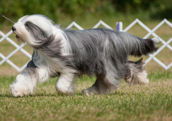 Bearded Collie full body profile