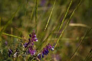 Close up shot of purple Vicia cracca, tufted or boreal vetch, cow or bird vetch among green grass.  forage crop for cattle, source of nectar.