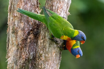 Two rainbow lorikeet parrots on the side of a tree trunk. Scientific name is Trichoglossus...