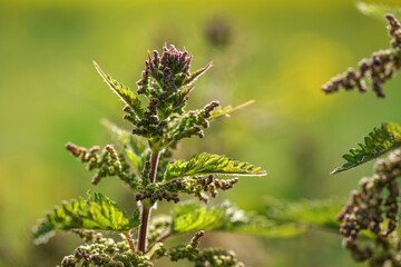 Shallow depth of field photo, only few flowers in focus, Young stinging nettle (Urtica dioica) plant, with blurred background