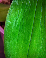 Loss of foliage turgor in an orchid, wrinkled leaf