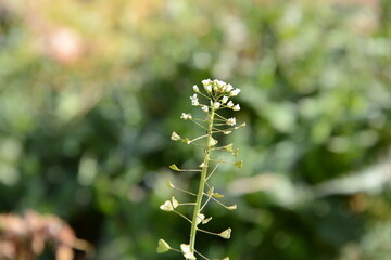 春の日差しを浴びて風に揺れるナズナ