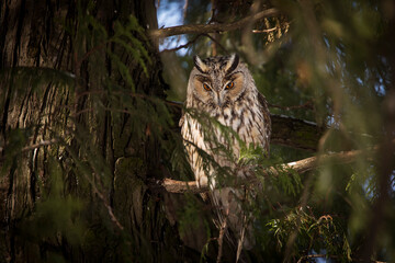 Owl in a fir during winter time
