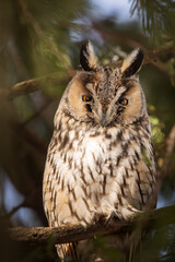 Owl in a fir during winter time
