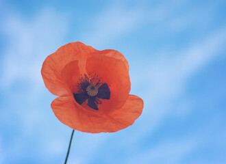 Red poppy  flower portrait  close-up