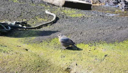 海辺のイソヒヨドリ
　メス