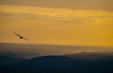 Un buitre leonado sobrevuela al atardecer la campiña cubierta de encinas del Parque Nacional de Monfragüe, España