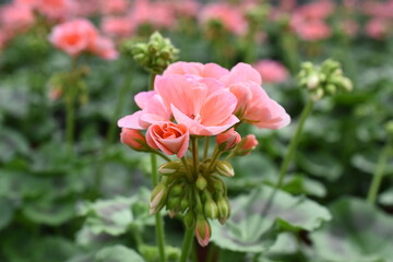 Pelargonie 'Trend Salmon'