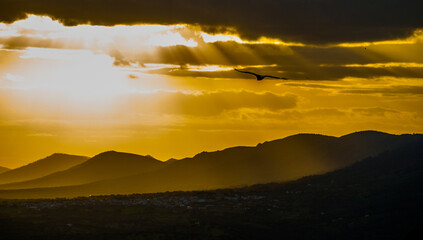Un buitre sobrevuela las montañas del Parque Nacional de Monfragüe, España, al atardecer