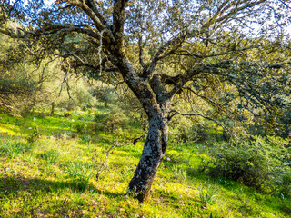 Obraz premium Tronco y ramas de un joven alcornoque entre el sotobosque de un bosque mediterráneo en su clímax